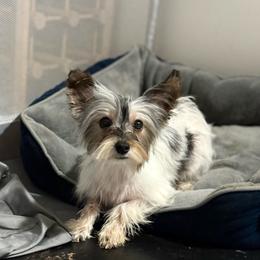 Yorkshire Terrier puppies from TK PUPS