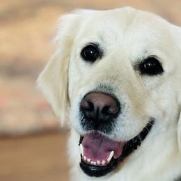 Golden Retrievers from Dusk View Golden Retrievers