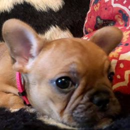 French Bulldogs and Goldendoodles from Frankie’s Frenchies