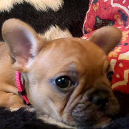 French Bulldogs and Goldendoodles from Frankie’s Frenchies