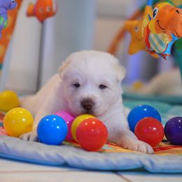 Apollo - White male Siberian Husky puppy in Miami, Florida from Blue Moon Huskies