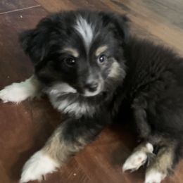 Toy Australian Shepherd Puppies from Desert Fox Aussies