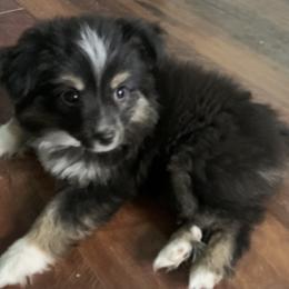 Toy Australian Shepherd Puppies from Desert Fox Aussies