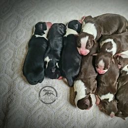 Australian Shepherd Puppies from Mercury Australian Shepherds