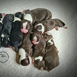 Australian Shepherd Puppies from Mercury Australian Shepherds