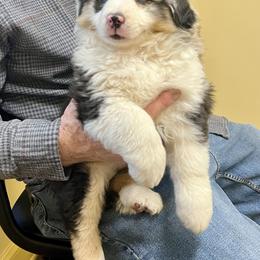 German Shepherd and Miniature American Shepherd Puppies from Bouchard’s Best Shepherds