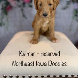 Kalmar - Apricot male Goldendoodle puppy in Cedar Falls, Iowa from Northeast Iowa Doodles