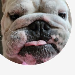 Bo - Bulldog