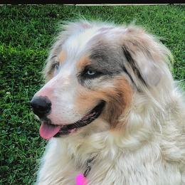 Assorted Doodle Crosses, Aussiedoodles, and Australian Shepherds from Faith, Feathers & FurBabies