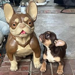 Brock - Black and tan male French Bulldog puppy in Eden, North Carolina from Blackoutbulldogs