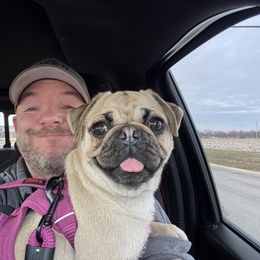 Squeaks - Pug