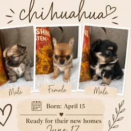 Chihuahua puppies from That’s My Puppy