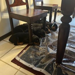 Rottweiler Puppies from CG Rottweilers