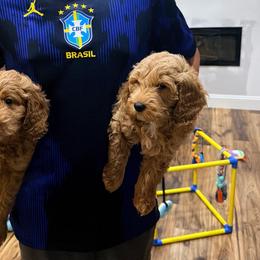 Lilo - Red  male Goldendoodle puppy in Anthem/Phoenix, Arizona from Ironwood Doodles