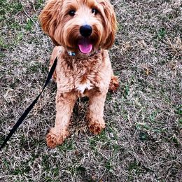 Aussiedoodle and Goldendoodle Puppies from Jackson County Doodles