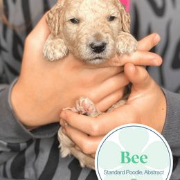 Poodle Puppies from Woofadoodles