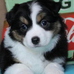 Girl 1 - Black tri female Miniature Australian Shepherd puppy in Elgin, Oregon from LongMile Aussies