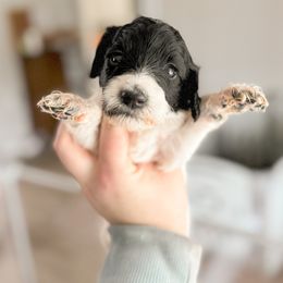 Goldendoodle Puppies from Summer Sun Doodles