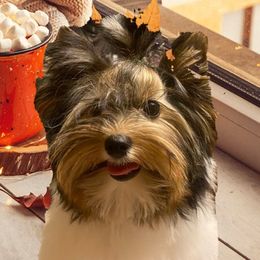 Biewer Terriers, Cotons de Tulear, Havanese, and Pugs from Liberty Show Dogs