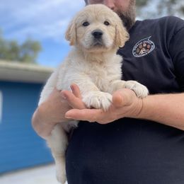 Doberman Pinscher and Golden Retriever Puppies from Hope Service Dogs, Inc