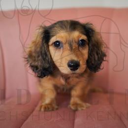 Macaroni - Cream male Dachshund puppy in Temecula, California from Naomi Magee's Dachshund Kennel