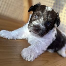 Miniature Schnauzer Puppies from Miniature Schnauzer Paradise llc