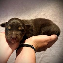 Skye - Red tri female Miniature Australian Shepherd puppy in North Lakeport, California from Wild Rose Ranch