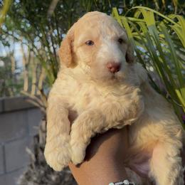Orion - Cream male Poodle puppy in Corona, California from Garden Of Poodles