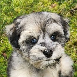 Cockapoos, Miniature Schnauzers, and Schnoodles from Rpuppies