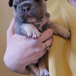 French Bulldog Puppies from Electric City Frenchies