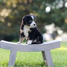 Breve - Black tri female Miniature Australian Shepherd puppy in White Oak, Texas from Triple Lake Ranch Miniature Australian Shepherds
