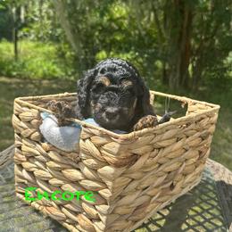 Encore - Phantom male Goldendoodle puppy in Sanderson, Florida from Serenity Goldendoodles