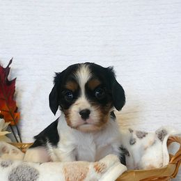 Quinn - Tri-color female Cavalier King Charles Spaniel puppy in Marcellus, Michigan from Coolcreek Pets