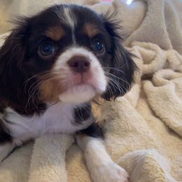 Nutella - Chocolate male Cavalier King Charles Spaniel puppy in Melbourne, Florida from Majestic Cavaliers of Melbourne FL