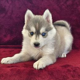 Luna - Gray and white female Pomsky puppy in Spokane, Washington from Spokane Pomskies