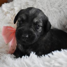 Lutz (Fuchsia) - Pepper and salt female Giant Schnauzer puppy in Harrisville, Utah from Diamond in the Ruff