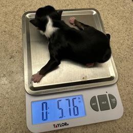Black tri male 1 - Black tri male Miniature Australian Shepherd puppy in Ferndale, Montana from Beartooth Mountain Minis