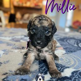 Millie - Wheaten female Whoodle puppy in Knoxville, Tennessee from Fleury Farm Doodles TN