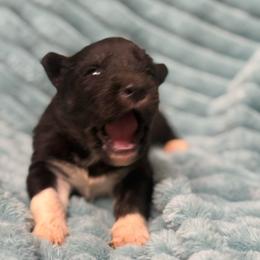 Wyoming - Agouti and white male Siberian Husky puppy in London, Ohio from Rose Trail Siberian’s
