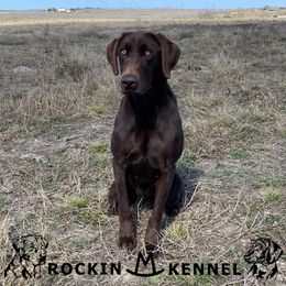 Shay - Labrador Retriever