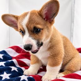 Red Boy 1 - Red male Pembroke Welsh Corgi puppy in Barling, Arkansas from Soaring Eagle Corgis