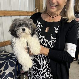 Havanese Puppies from Jacqueline Carney