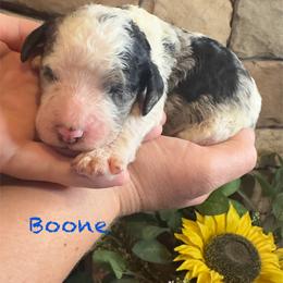 Boone - Merle male Goldendoodle puppy in Sanderson, Florida from Serenity Goldendoodles