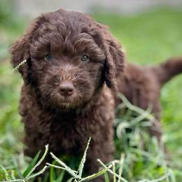 Ms Aimee - Chocolate female Assorted Doodle Crosses puppy in Kansas City, Missouri from Beary GoldenDoodles