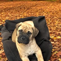 Bullmastiff Puppies from Ambrosia Mastiffs
