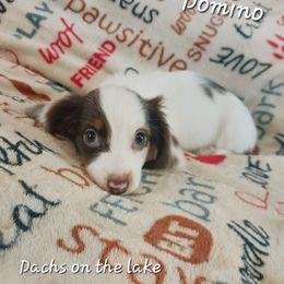 Domino - Dapple male Dachshund puppy in Bernice, Oklahoma from Dachs on the lake