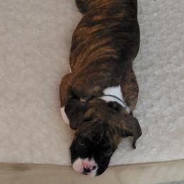 Boxer Puppies from Keen Boxers