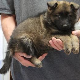 Yadahs Burgundy Girl - Sable female German Shepherd puppy in Lake George, Colorado from High Country German Shepherds