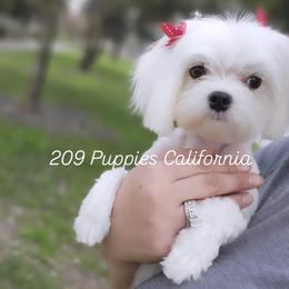 Sophia - Maltese