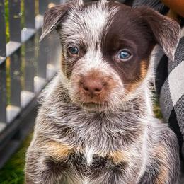 TWIX, Girl 3800 - Red speckled female Australian Cattle Dog puppy in Kalispell, Kansas from BTR Australian Cattle Dogs